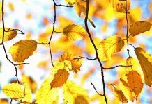 5 autumnal ways to light your home.